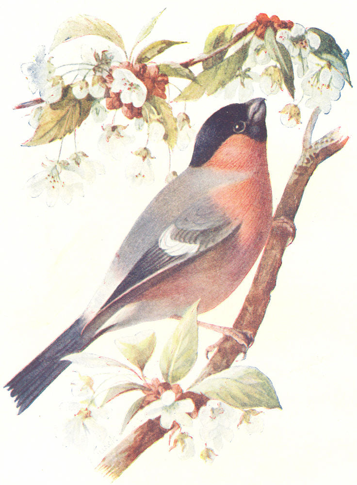 BIRDS. Bullfinch  1901 old antique vintage print picture